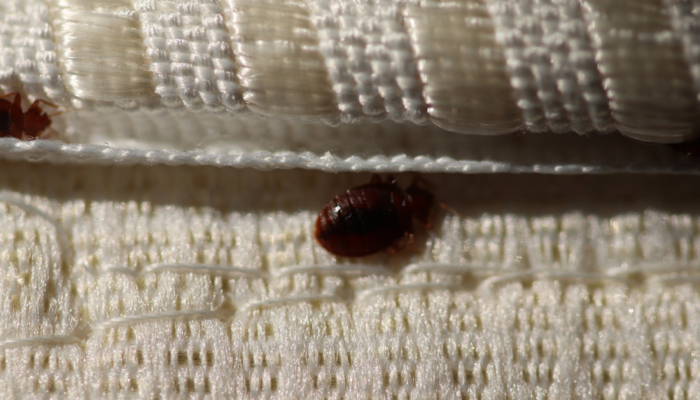 Quels sont les signes de la présence de punaises de lit chez soi ?